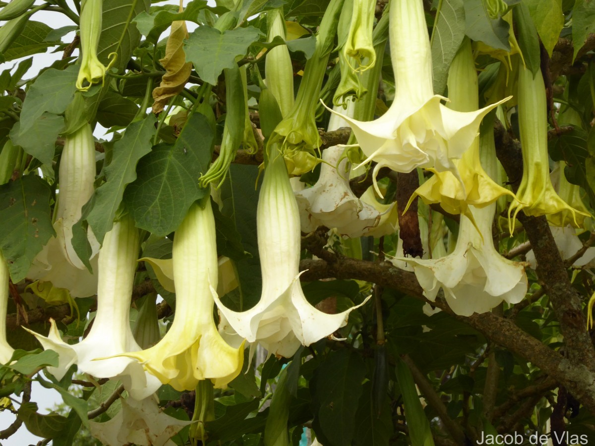 Brugmansia × candida Pers.